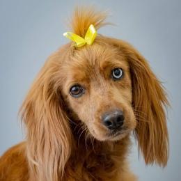 Ruby - Cockapoo