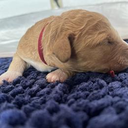 Burgundy collar female - Apricot female Goldendoodle puppy in Jurupa Valley, California from gucci_bentleys_goldendoodles
