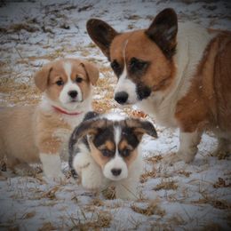 Pembroke Welsh Corgi Puppies from The Blessed Herd