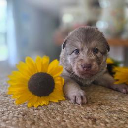 Male 3 - male Native American Indian Dog puppy in Green Creek, North Carolina from NAID Preservation Project: Corn Moon Medicine Dogs