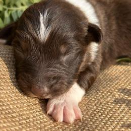 Buddy - Red tri-color male Australian Shepherd puppy in Butler, Georgia from Aussies at Howling Hill Farm