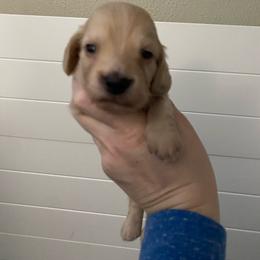 Hay ride - Cream male Dachshund puppy in Wolf Lake, Indiana from Canisteo Dachshunds