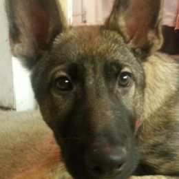 Belgian Malinois and German Shepherds from Ogichidaawi Von Schaeferhaus