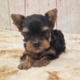 Teddy SMALL - Blue and gold male Yorkshire Terrier puppy in Monticello, Iowa from Ashley’s Puppies