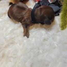 Dachshund Puppies from CLARK'S BREEDING PROGRAM