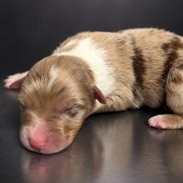 Finesse - Red merle female Australian Shepherd puppy in Fultonville, New York from Sandy Aussies, Mini Dachshunds & Pomeranians
