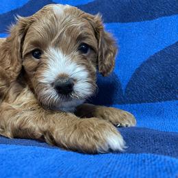 Boy 1 - Red male Cavapoo puppy in Palm City, Florida from Cookies & Cream Sundae