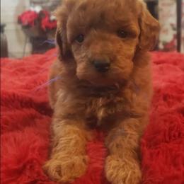 Blue boy - Red  male Goldendoodle puppy in Howell, Michigan from Robbin's Treasures