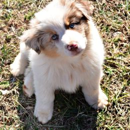 Australian Shepherd Puppies from Danell Australian Shepherd