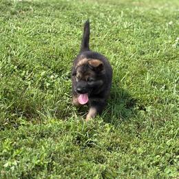 Blue collar male - Sable male German Shepherd puppy in Osco, Illinois from Sonnenhügel Kennel, LLC