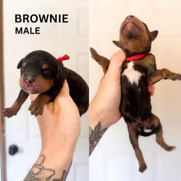 Brownie - Phantom male Goldendoodle puppy in Burleson, Texas from Kendall’s Kennel