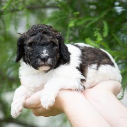 Boy 2 - Parti male Poodle puppy in Jacksonville, Florida from Lolo’s Aussiedoodle