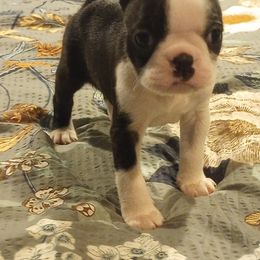 Boston Terrier Puppies from Lotus Life Puppies