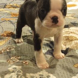 Boston Terrier Puppies from Lotus Life Puppies