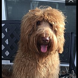 Empress - Australian Labradoodle