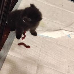 AKC limited Lily - Black parti female Pomeranian puppy in Andrews, South Carolina from Purple Diamonds Kennel