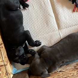 Cane Corso Puppies from The Dorado Ranch