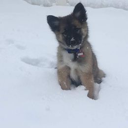 Icelandic Sheepdog Puppies from Valhalla Icelandic Sheepdogs