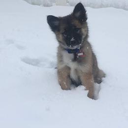Icelandic Sheepdog Puppies from Valhalla Icelandic Sheepdogs