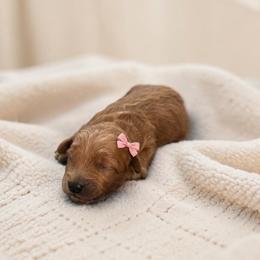 Maple - Red female Maltipoo puppy in St. George, Utah from Winchester Hills Poodles and Doodles