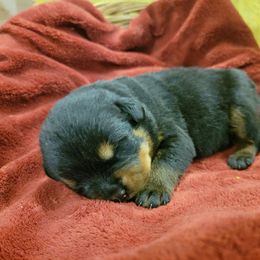 Rottweiler Puppies from Hauser's Kennel