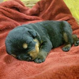 Rottweiler Puppies from Hauser's Kennel