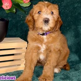 Red Delicious - Red male Labradoodle puppy in Anaheim, California from BabySweet Labradoodles