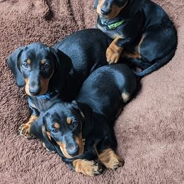 Dachshund Puppies from Von Stutts Tracking Teckels