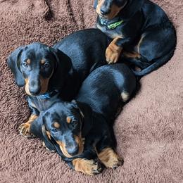 Dachshund Puppies from Von Stutts Tracking Teckels