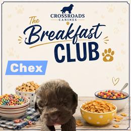 Chex - Brown male Newfoundland puppy in Saukville, Wisconsin from Crossroads Canines ~ Newfoundland Dogs
