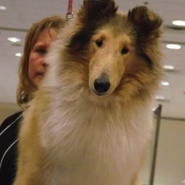 Collies from Wild Wind Collies