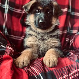 German Shepherd Puppies from S&S German Shepherds