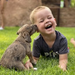 Aussiedoodle and Leopardoodle Puppies from A Puppy Crush