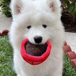 Samoyed Puppies from HaleStorm Samoyeds