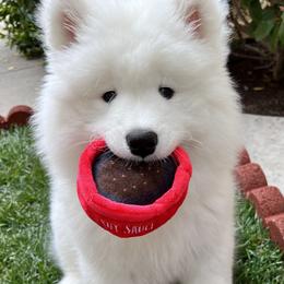Samoyed Puppies from HaleStorm Samoyeds