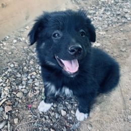 Australian Shepherd Puppies from Whitney Hill Aussies