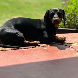 Clark - Dachshund