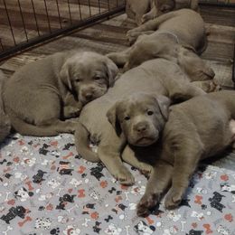 Dilute Retrievers and Labrador Retrievers from Fork Creek Labradors