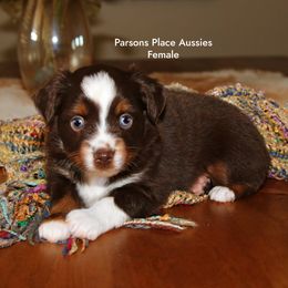 Red Tri BLUE EYES - Red tri female Toy Australian Shepherd puppy in Chandler, Oklahoma from Parsons Place Aussies