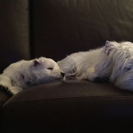West Highland White Terrier Puppies from Sand Dollar Westies of Delaware