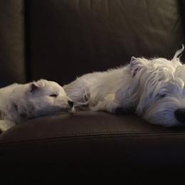 West Highland White Terrier Puppies from Sand Dollar Westies of Delaware