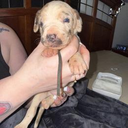 Black collar - Harlequin male Great Dane puppy in Loris, South Carolina from Days Danes