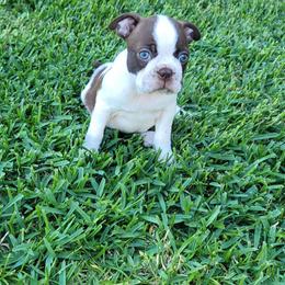 Boston Terriers from Mei's Boston Terriers