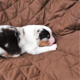 Australian Shepherd Puppies from NorthRidge Australian Shepherds