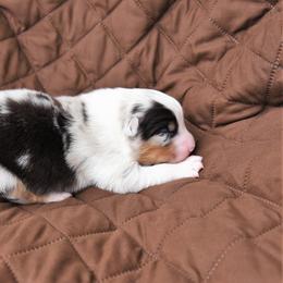 Australian Shepherd Puppies from NorthRidge Australian Shepherds