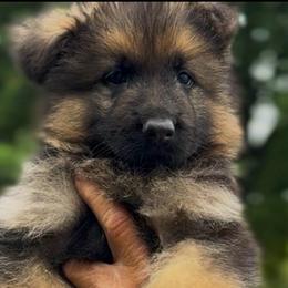 Emme - Black and red female German Shepherd puppy in Winchester, Kentucky from Drache Feld