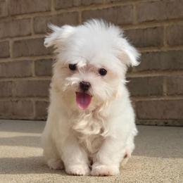 Duey TEACUP - White male Maltese puppy in Monticello, Iowa from Ashley’s Puppies