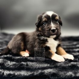 Girl 3 - Miniature Australian Shepherd puppy in Buchanan, Georgia from Stanleyville Farm Mini Aussies
