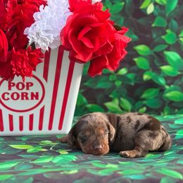 Alvin - Dapple male Dachshund puppy in Colbert, Oklahoma from Brooke Crenshaw