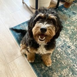 Roxie - Bernedoodle